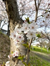 新年度スタート☆彡